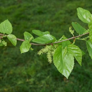 Extract de frunze de dud alb (Morus alba)
